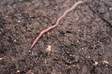 Dünya üzerindeki uzun solucanlar yağmurdan sonra yakın çekim