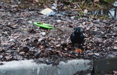 Mavi gözlü siyah karga yerde oturuyor.