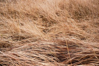 Kuru bahar çimeni dokusu