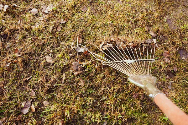 Limpieza Primavera Basura Las Hojas Caídas Con Rastrillo Con Lugar —  Fotos de Stock