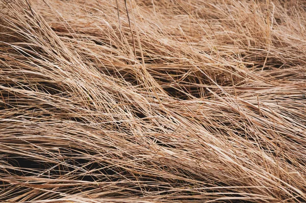 Textura Grama Primavera Seca — Fotografia de Stock