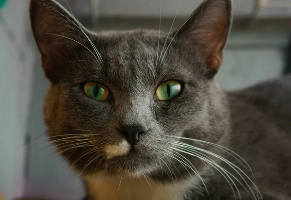 Морда Сірого Кошеня Крупним Планом Красиві Зелені Очі — стокове фото