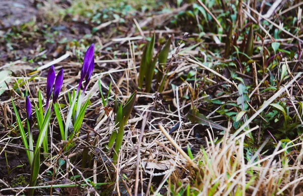 Spring Blue Purple Crocus Garden — стоковое фото