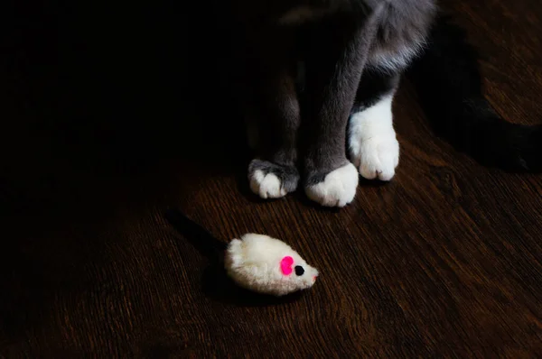 gray cat with white paws plays with a white mouse