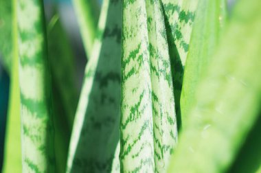 Sansevieria ev bitkisi cinsi, arka plan için güneş ışığında
