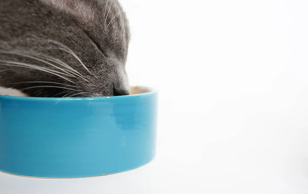 Grijze Kat Met Plezier Ogen Dicht Eet Uit Een Blauwe — Stockfoto