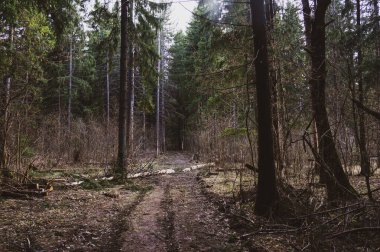 Güneşin altındaki mistik ladin ormanı, muhteşem bir yer.