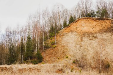 Çam ve huş ağaçlarıyla kaplanmış terk edilmiş kum çukuru.