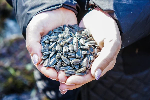 Female Hands Holding Bunch Sunflower Seeds Feeding Birds — Stock Photo, Image