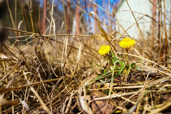 Primi Fiori Primaverili Piante Medicinali Madre Matrigna Tra Erba Secca — Foto Stock