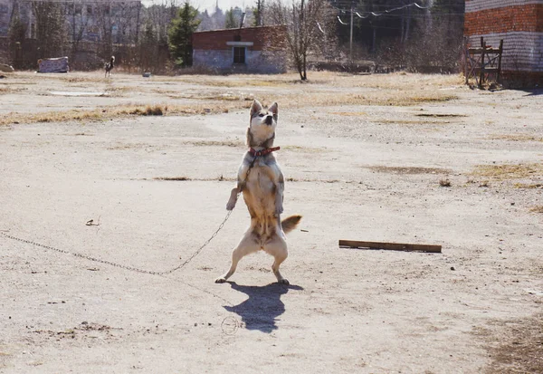 Собака Ланцюжку Танцює Двох Ногах — стокове фото