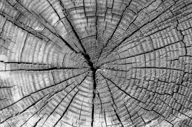 Ağaç gövdesi kesimi dokusu, arka planda çatlaklar olan eski ahşap