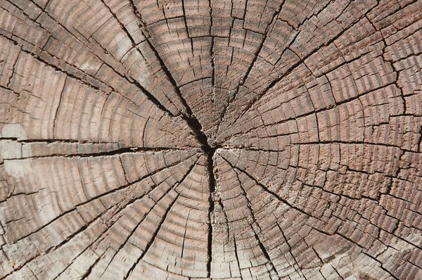 Baumstamm Geschnitten Textur Altes Holz Mit Rissen Für Hintergrund — Stockfoto