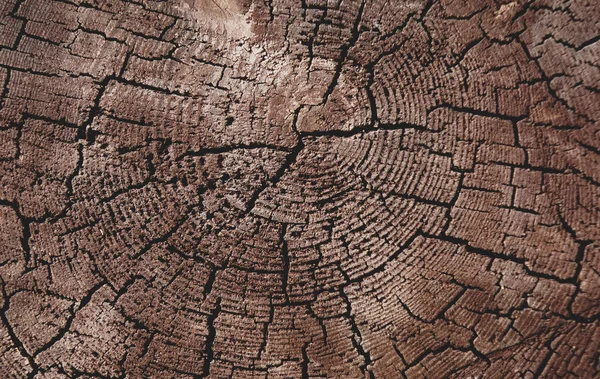Baumstamm Geschnitten Textur Altes Holz Mit Rissen Für Hintergrund — Stockfoto