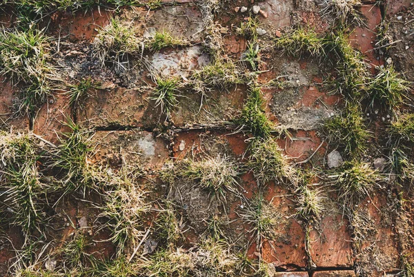texture of old brickwork sprouted with weeds for the background and your text