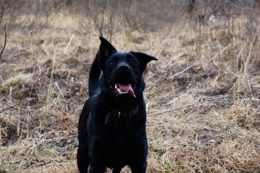 Kara köpek dilini çıkardı ve sana doğanın arka planında baktı.