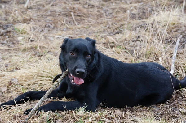 black dog nibbles a stick on nature close-up