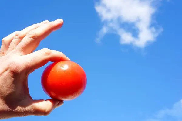 Giardinaggio Agricoltura Concetto Mani Contadino Tengono Pomodoro Maturo Uno Sfondo — Foto Stock