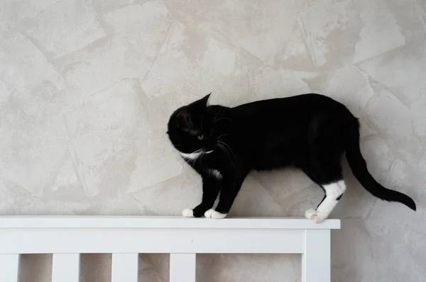 Zwarte Kat Met Witte Poten Loopt Kop Van Het Bed — Stockfoto