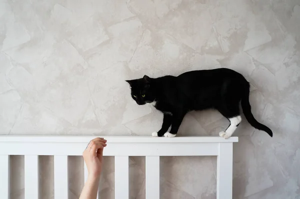 Zwarte Kat Met Witte Poten Loopt Kop Van Het Bed — Stockfoto