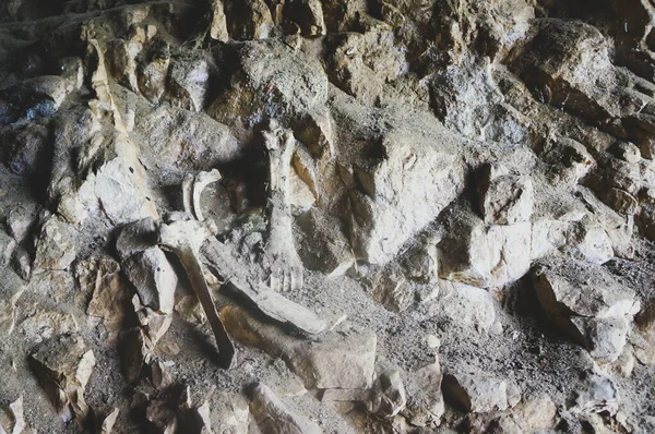 Huesos Encontrados Una Cueva Hallazgo Arqueológico — Foto de Stock