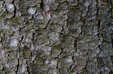  arkaplan ve metin için ağaç kabuğu dokusu