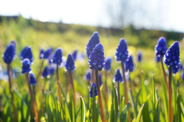 Голубые Весенние Цветы Солнечном Свете — стоковое фото
