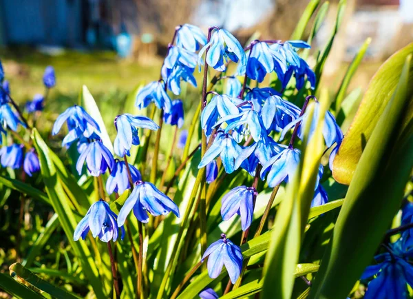 Голубые Весенние Цветы Солнечном Свете — стоковое фото