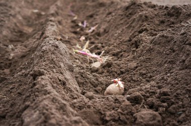 Bir kürek ve tırmıkla patates ekiyorum.