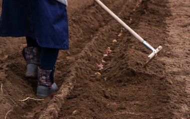 Bir kürek ve tırmıkla patates ekiyorum.