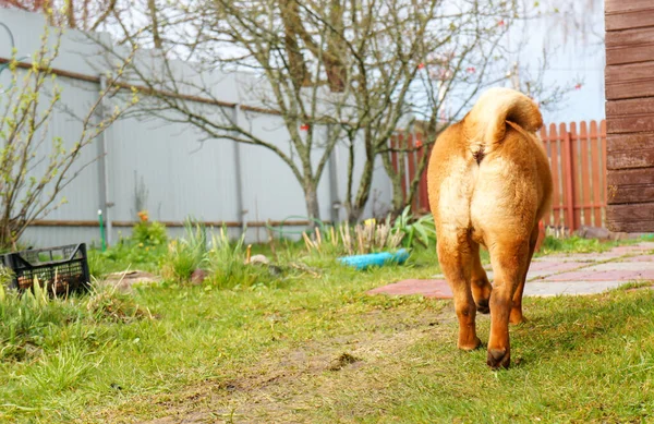 Sharpei Hond Wandelingen Het Land Kwispelend Buit Achteraanzicht — Stockfoto