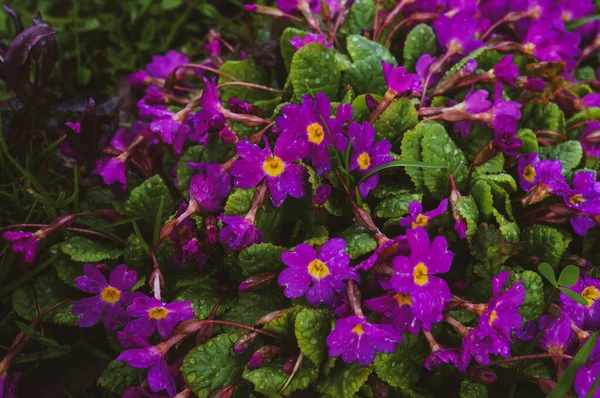 Прекрасный Весенний Сад Цветы Primrose Фиолетовый Фона — стоковое фото