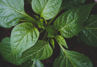 Büyük biber yaprakları ve yakın plan su damlaları.