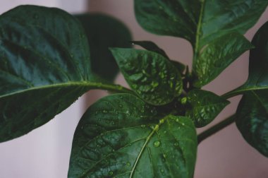 Büyük biber yaprakları ve yakın plan su damlaları.