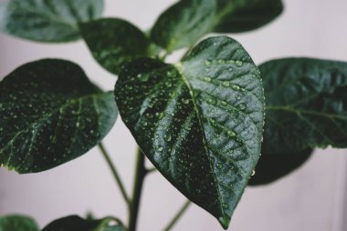 Büyük biber yaprakları ve yakın plan su damlaları.