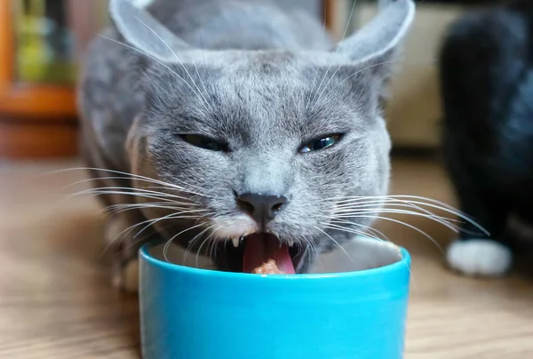 Сірий Кіт Їсть Консервовану Котячу Їжу Великим Задоволенням — стокове фото