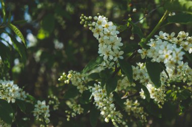  bahar kuşu kiraz çiçekleri arka plan için yakın plan