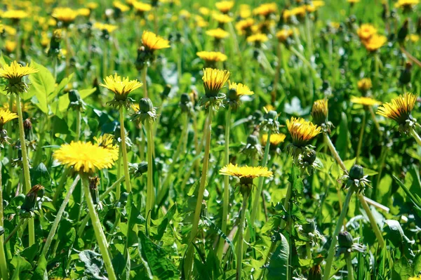 Molti Fiori Primavera Denti Leone Sfondo — Foto Stock