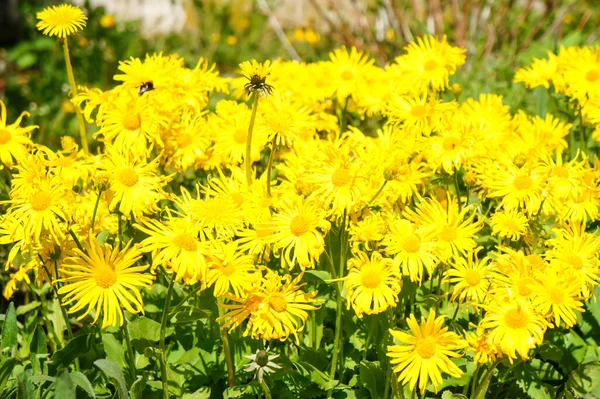 Margherite Gialle Primavera Sfondo — Foto Stock