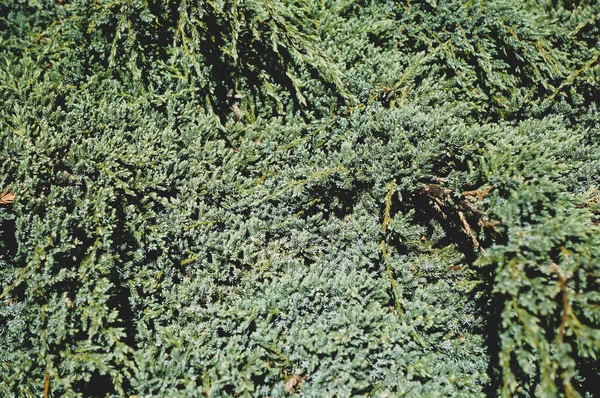 Juniper Bush Texture Background Juniper Branches Growing Park Backdrop Your — Stock Photo, Image