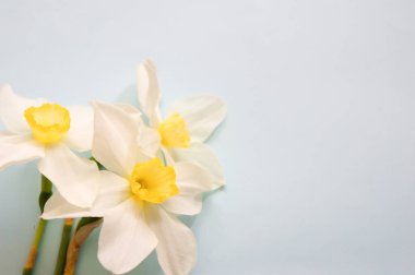 Gri arkaplandaki nergis çiçekleri mesajınız için yer açar.