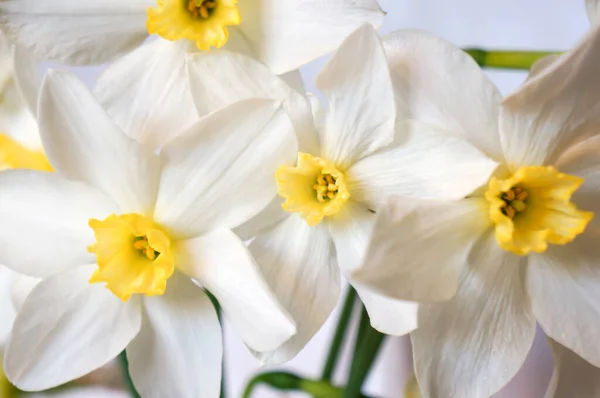 Belas Flores Narcisos Close Para Fundo Cartão Saudação — Fotografia de Stock