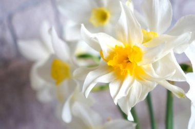  Güzel nergis çiçekleri. Arka plan ve tebrik kartı için yakın plan.