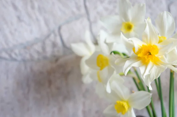 Schöne Narzissen Blumen Nahaufnahme Für Hintergrund Und Grußkarte — Stockfoto