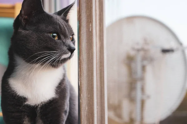 Mooie Grijze Kat Kijkt Uit Het Raam Door Het Raam — Stockfoto