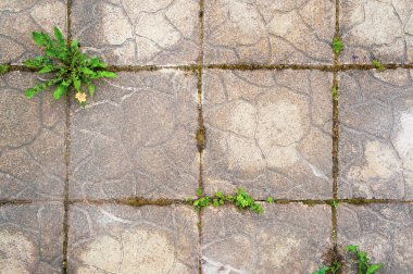  Eski beton kiremitlerin dokusu bir desenle, bir karahindiba çiçeği çimentodan filizlendi, arka plan ve metnin için.
