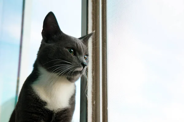 Красива Сіра Кішка Дивиться Вікно Через Вікно — стокове фото