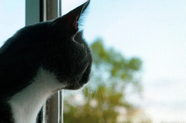 Mooie Grijze Kat Kijkt Uit Het Raam Door Het Raam — Stockfoto