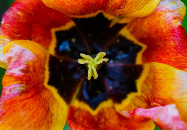 Texture Giallo Rosso Tulipano Primo Piano Sfondo — Foto Stock