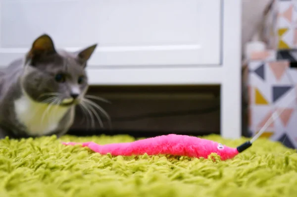 Grijze Kat Kijken Naar Een Roze Speelgoed — Stockfoto